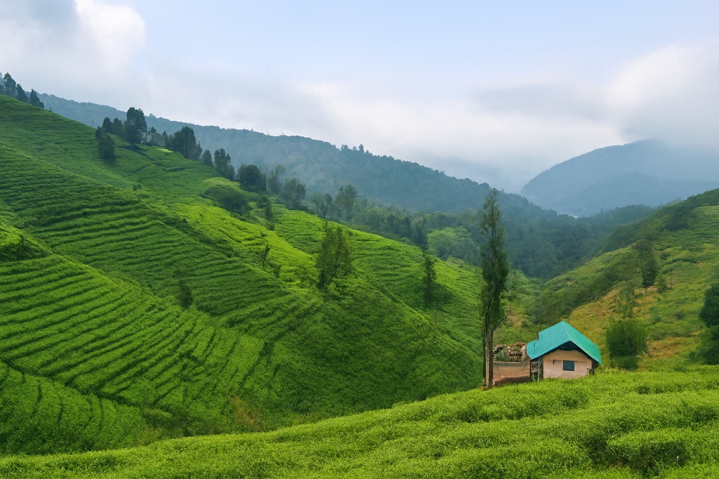 Ooty Local Sightseeing